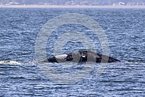 Patch the Gray Whale Surfacing