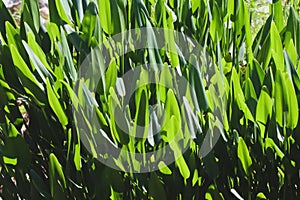 Patch of green pickerelweed leaves in sun