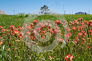 Patch of Indian Paintbrush flowers growing in a roadside meadow
