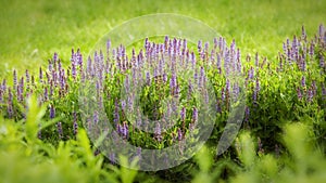 A Patch of Lavender