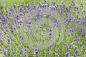 Deeply colored Lavender plants