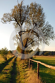 Patch through the meadow