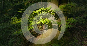 Patch of moody sunlight on a tree trunk in a forest