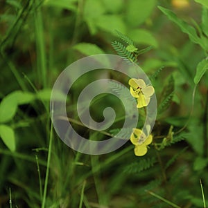 A patch of Partridge Peas in a lush, green wetland meadow