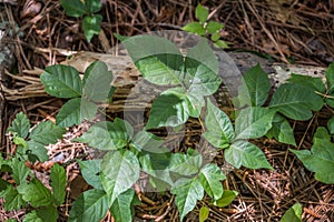 Patch of poison ivy closeup