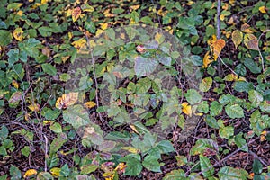 Patch of poison ivy on the ground