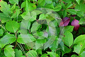 Patch of poison ivy leaves