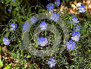 Morning Garden Blue Flax Flowers photo