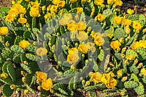 Patch of Prickly Pear Cactus in Full Bloom