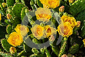 Patch of Prickly Pear Cactus in Full Bloom