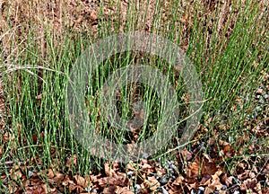 Patch of scouring rush horsetail ferns