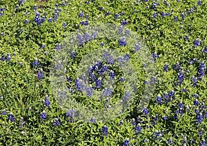 Patch of Texas bluebonnets in Les Lacs Park in Addison, Texas.
