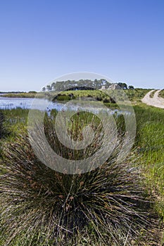 Patch of trees with pond