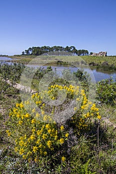 Patch of trees with pond