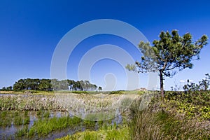 Patch of trees with pond