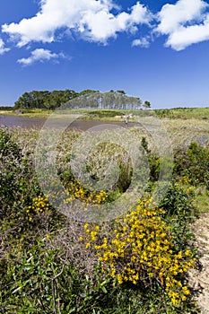 Patch of trees with pond