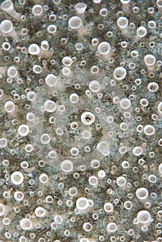 A patch of Tubular sponge polyps. photo