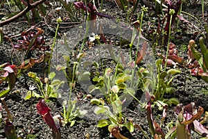 Patch of venus fly trap and trumpet pitcher plants