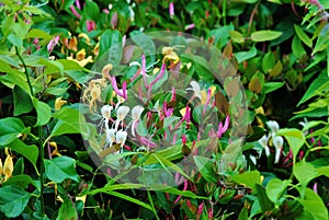 Patch of wild Honeysuckle