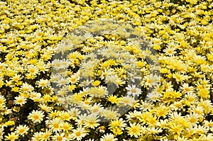 Patch of Yellow Daisies