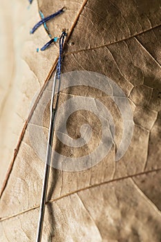 Patched dry autumn leaf with a needle stuck into it