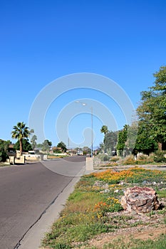 Patches of Blooming African Daisy (Dimorphotheca sinuata) along Roadside Verges