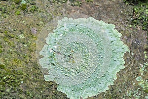 Patches of parasite Lichens growth