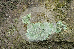 Patches of parasite Lichens growth