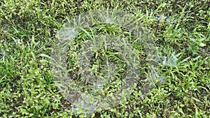 Patches of spidery cobweb on the green field of grasses.