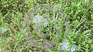 Patches of spidery cobweb on the green field of grasses.