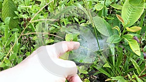 Patches of spidery cobweb on the green field of grasses.