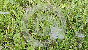 Patches of spidery cobweb on the green field of grasses.