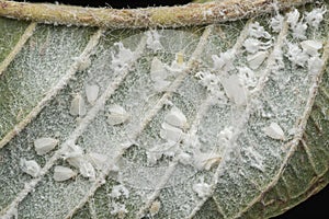 Patches of tiny trialeurodes vaporariorum on leaf
