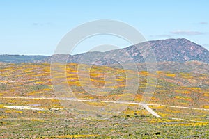 Patches of yellow and orange flowers