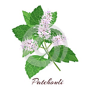 Patchouli