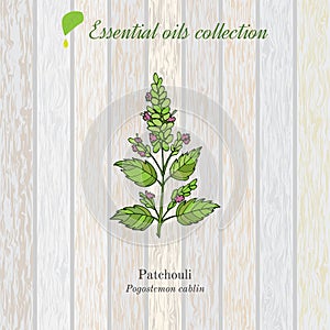 Patchouli, essential oil label, aromatic plant.