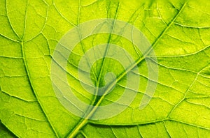 Patchouli green leaves on natural background