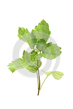 Patchouli oil leaves fresh white background