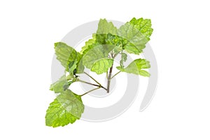 Patchouli oil leaves fresh white background