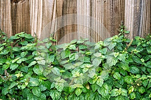 Patchouli plant in front of brown fence