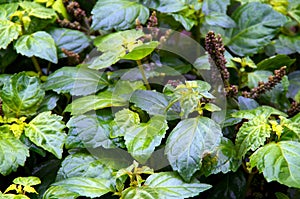 Patchouli plant after rain