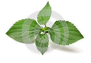 Patchouli Pogostemon cablin , perfumery ingredient