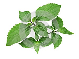 Patchouli Pogostemon cablin , perfumery ingredient