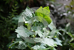 Patchouli tree on natural background