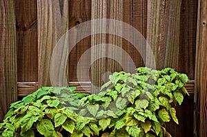 Patchouly plants against fence