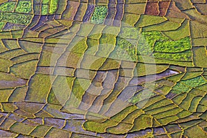 Patchwork fields