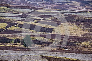 Patchwork of heather moorland with an isolated tree