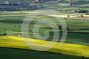 Patchwork Landscape