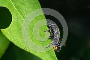 Patchwork leaf cutter bee, Megachile centuncularis, sizing up a honeysuckle leaf for nest building