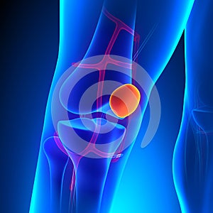 Patella Anatomy Knee Bone with Ciculatory System photo